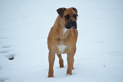 Whispering hot sale creek boerboels