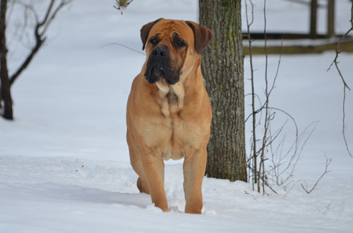 Whispering hot sale creek boerboels